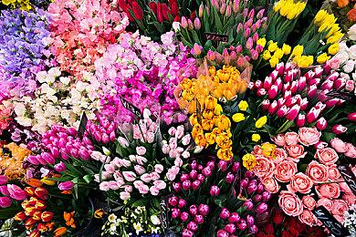 Switch欧服会员免费玩《泰拉瑞亚》 1月26日开始